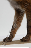  Red fox leg 0022.jpg